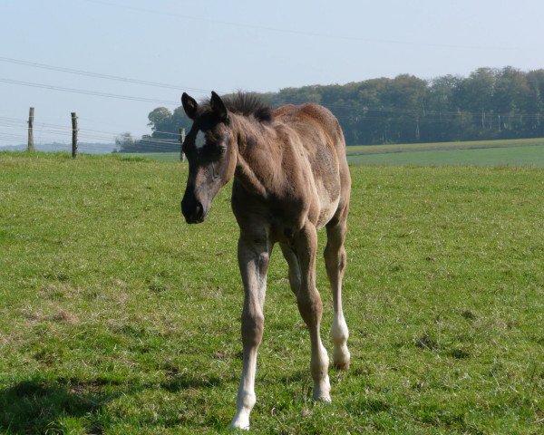 dressage horse Calle 47 (Zweibrücken, 2007, from Claudino)