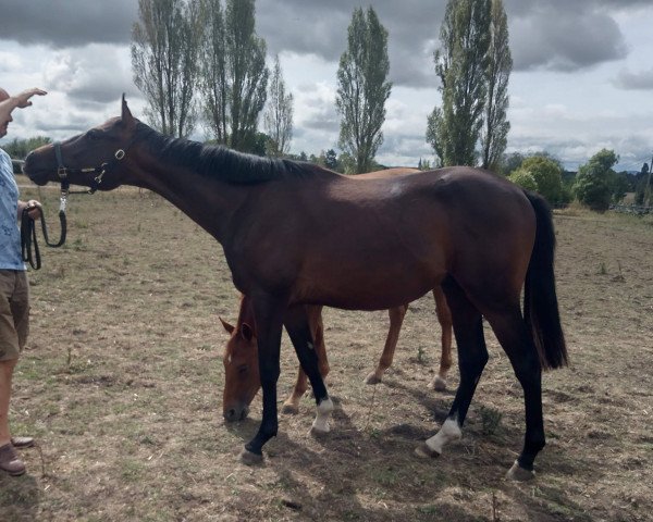 Deckhengst Bombay Bramble (Trakehner, 2021, von Tsar xx)