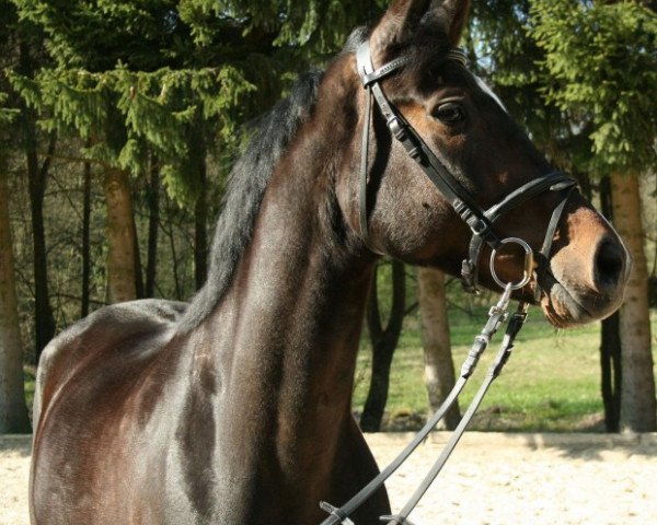 jumper Mona-Lisa (Bavarian, 2002, from Delacroix Rose) jumper Mona-Lisa (Bavarian, 2002, from Delacroix Rose)