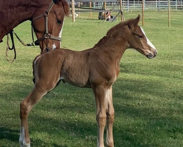 horse Forever Young C.G. (German Sport Horse, 2022, from For The Future)