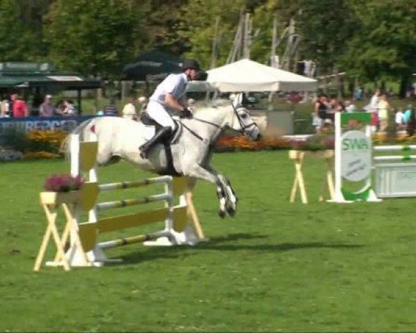 Springpferd Nicol 11 (Polnisches Warmblut, 2002, von Mikron) Springpferd Nicol 11 (Polnisches Warmblut, 2002, von Mikron)