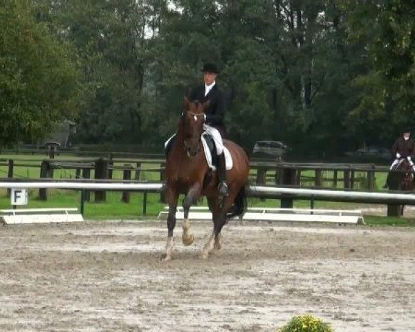 dressage horse Flannigan (Westphalian, 1999, from Florestan I)