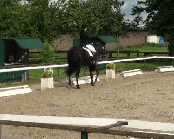 dressage horse Dream of Summerhill (Rhinelander, 1999, from Dream of Heidelberg I)