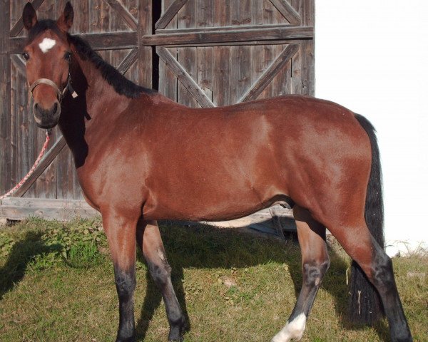 jumper Don Diamant (Bavarian, 2002, from Don Larino 171 FIN)
