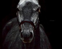 broodmare Unlimited (Holsteiner, 2017, from Unikato)