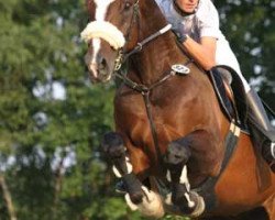 jumper Graf Yoster 4 (Hanoverian, 1994, from Graf Grannus)