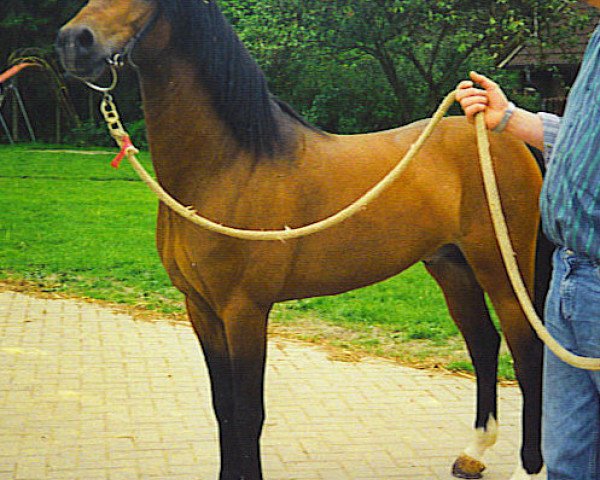 horse Timor (Welsh-Pony (Section B), 1999, from Tizian)