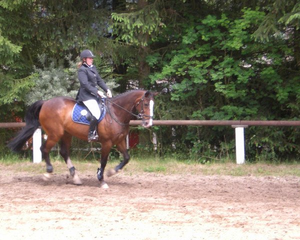 jumper Call me Tiger (Holsteiner, 1990, from Caletto III)