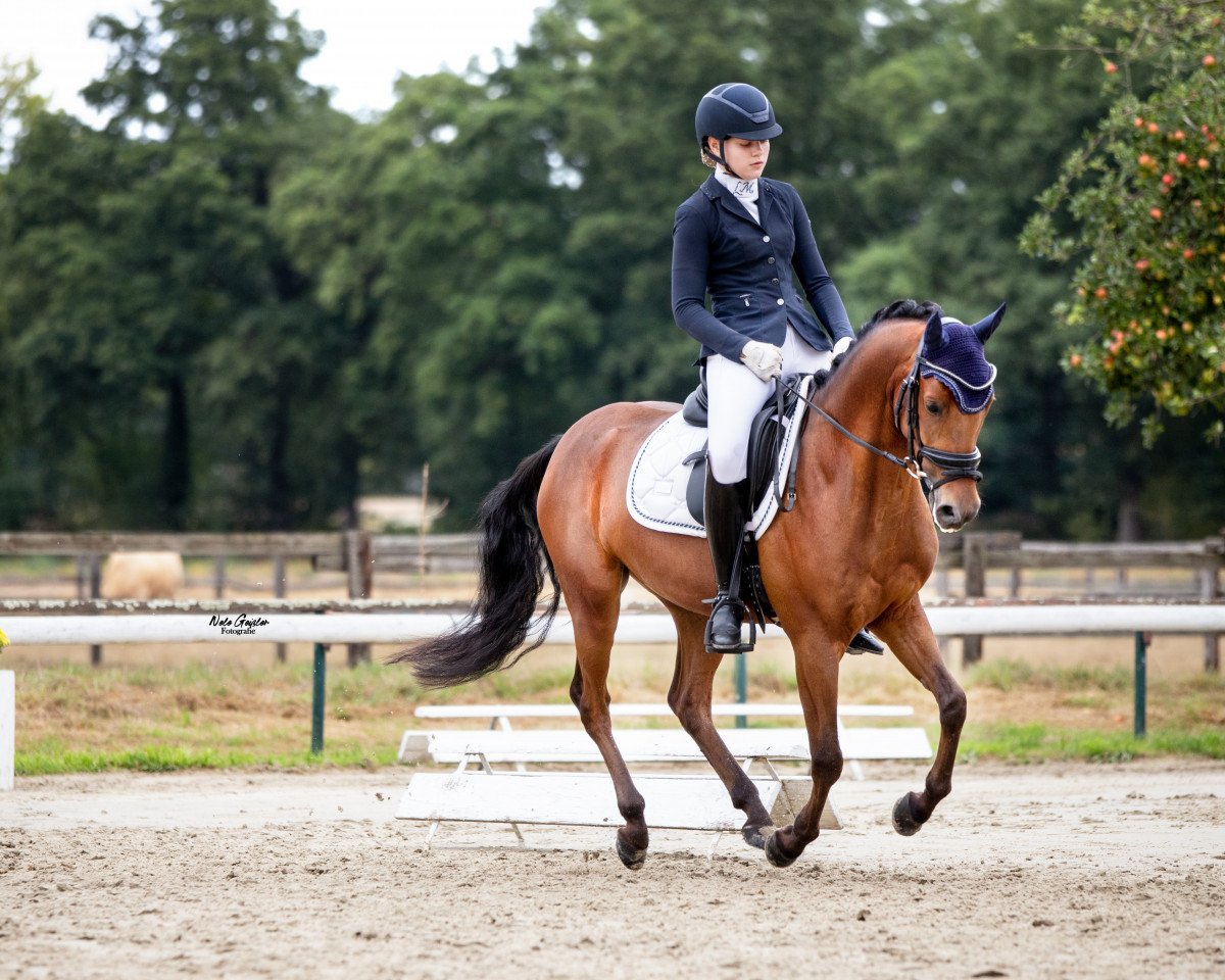 dressage horse D'Artangan 7 (German Riding Pony, 2018)