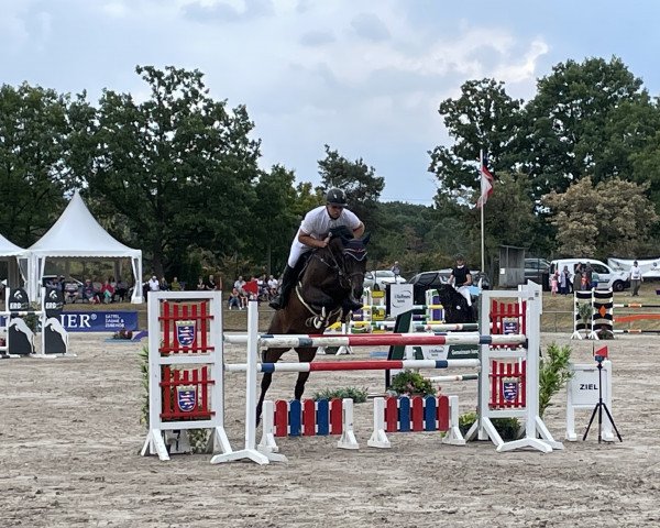 Springpferd Calista 62 (Holsteiner, 2015, von Casall Ask)
