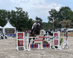 jumper Calista 62 (Holsteiner, 2015, from Casall Ask)