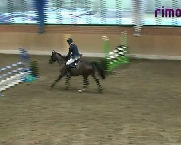 jumper Chypp (Holsteiner, 2005, from Carry Wind)