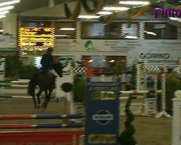 Springpferd D'Azione (Westfale, 2006, von Don Christobal)