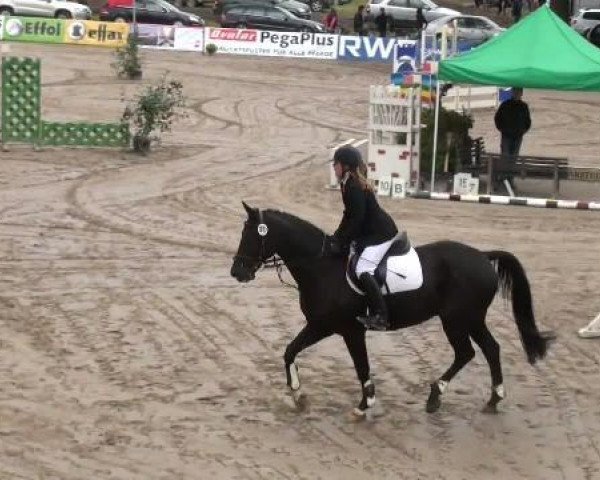 jumper Pajou 5 (Westphalian, 1998, from Polypur)