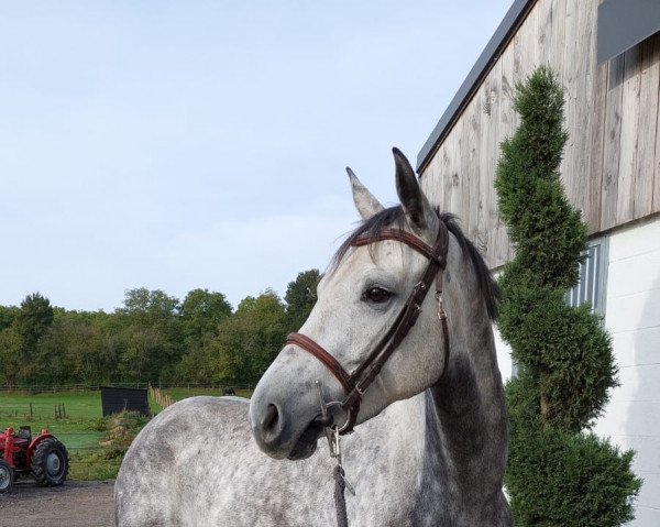 horse Agalina D Z (Zangersheide riding horse, 2017, from Aganix du Seigneur)