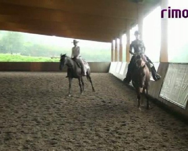 horse Bops Strudel Grace (Appaloosa, 2005, from Mr Strudel Bop)