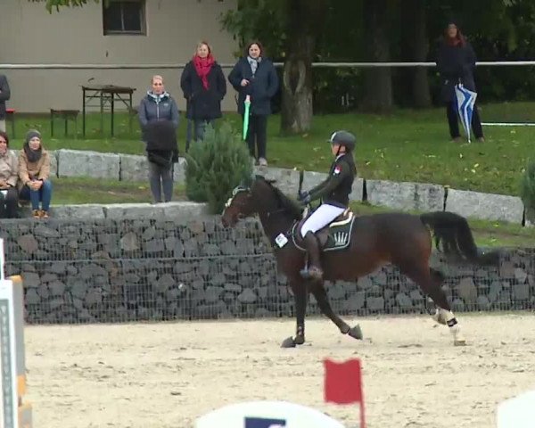Reitturnier Frankenhof-Sonnefeld/Ofr. 2022
