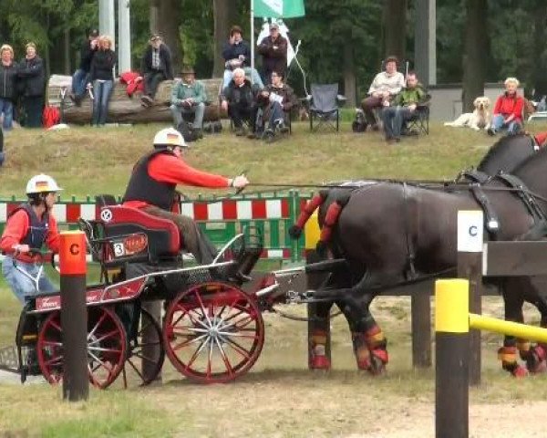 horse Domino 816 (Westphalian, 2000, from Donnerbube 2)