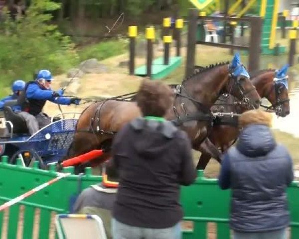 Pferd Rubinstein Razfaz (Bayer, 1997, von Regazzoni) Pferd Rubinstein Razfaz (Bayer, 1997, von Regazzoni)