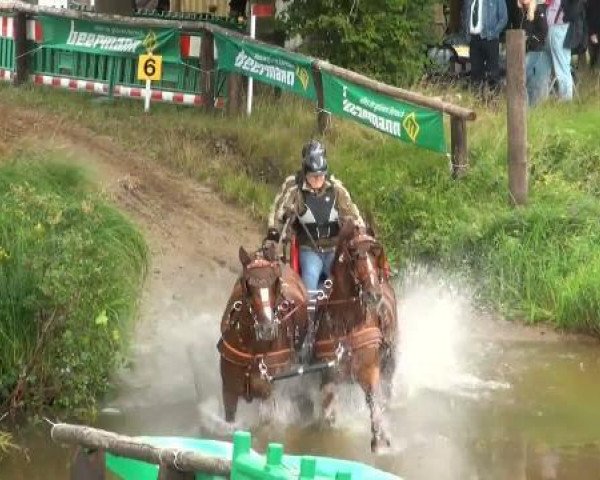 Dressurpferd Redfordt 2 (Westfale, 2002, von Rockwell)