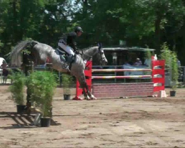 jumper Karlo Kolucci (German Sport Horse, 2005, from Kolibri 2705)