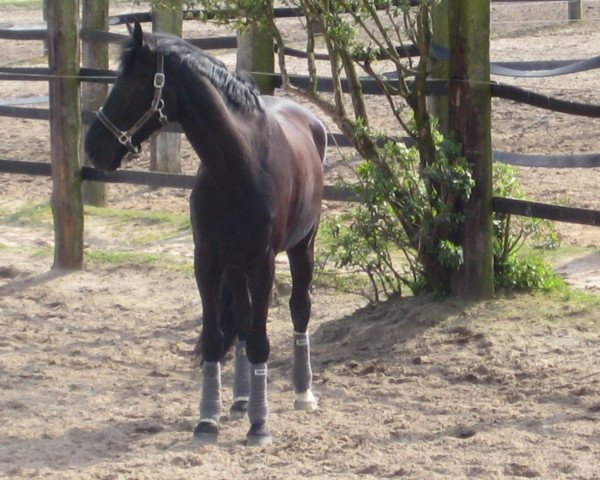Dressurpferd Louis D'Or 2 (Hannoveraner, 2002, von Landjonker (Fruhling))