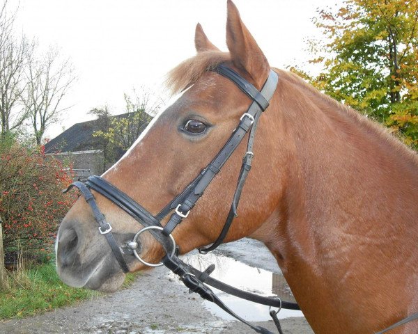 horse Ringo (German Riding Pony, 1997, from Jacobspeel's Rocky)