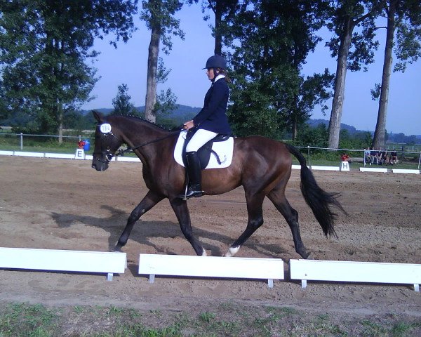 dressage horse Falko 414 (Hanoverian, 1996, from Foxiland xx)