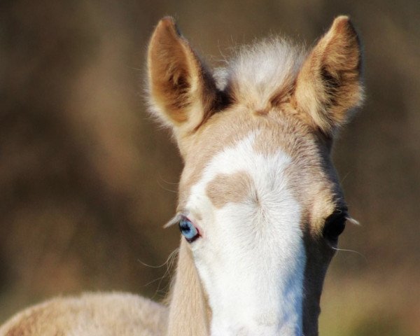 horse Heiligenbergs Leta Lestrange (German Riding Pony, 2022, from Damaszener K WE)