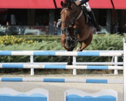 Springpferd Staccato Ec (Irish Sport Horse, 2014)