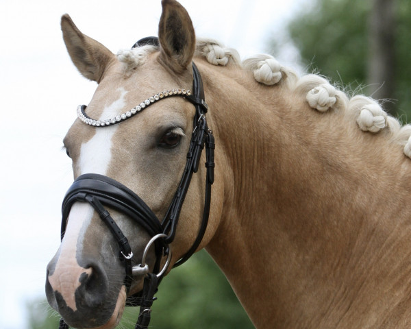 broodmare Heiligenbergs Speed Dating (German Riding Pony, 2016, from Dating AT NRW)