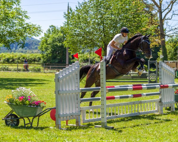 jumper KK Chaco CH (Swiss Warmblood, 2003, from Cheenook)
