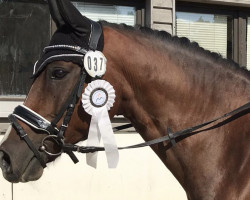 dressage horse Planet 52 (unknown, 2008, from Unbekannt)