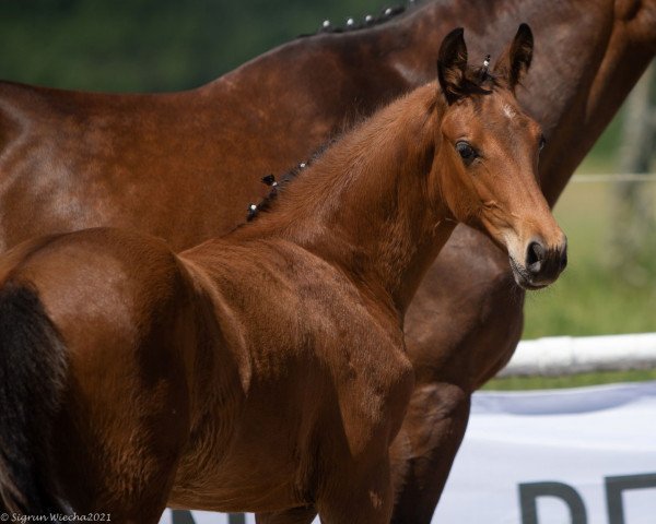 Deckhengst Ataman (Trakehner, 2021, von Pagur ox)