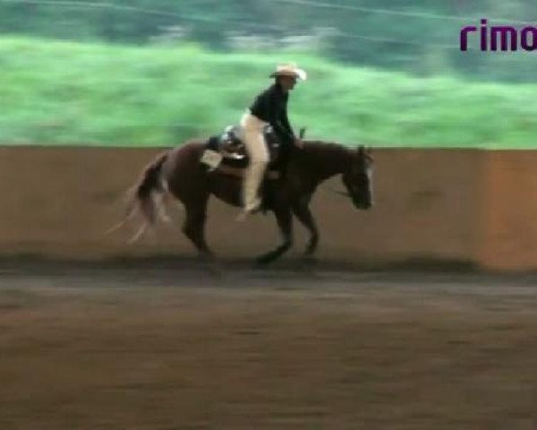 horse Sterling Quixote 25924 (Quarter Horse, 2004, from Sterling Snowman) horse Sterling Quixote 25924 (Quarter Horse, 2004, from Sterling Snowman)