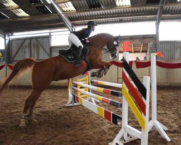 jumper Iron's Fox (German Warmblood, 2010, from Iron 28) jumper Iron's Fox (German Warmblood, 2010, from Iron 28)
