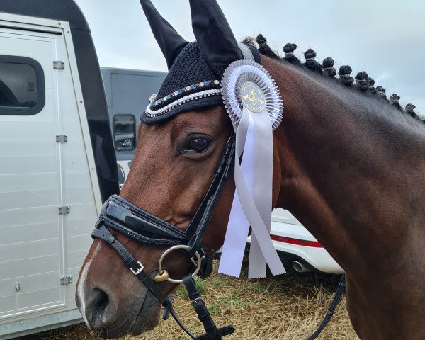 dressage horse D'Artagnan 228 (German Riding Pony, 2014, from Dance Star AT NRW)