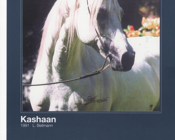 horse Kashaan ox (Arabian purebred, 1991, from Penthagonn ox)