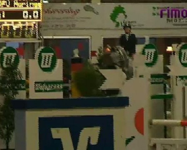 jumper Genzarova (Holsteiner, 2005, from Contact Me)