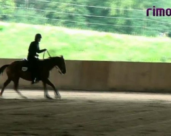 stallion HH Ima High Horse (Quarter Horse, 1999, from Justalittle Catalyst) stallion HH Ima High Horse (Quarter Horse, 1999, from Justalittle Catalyst)