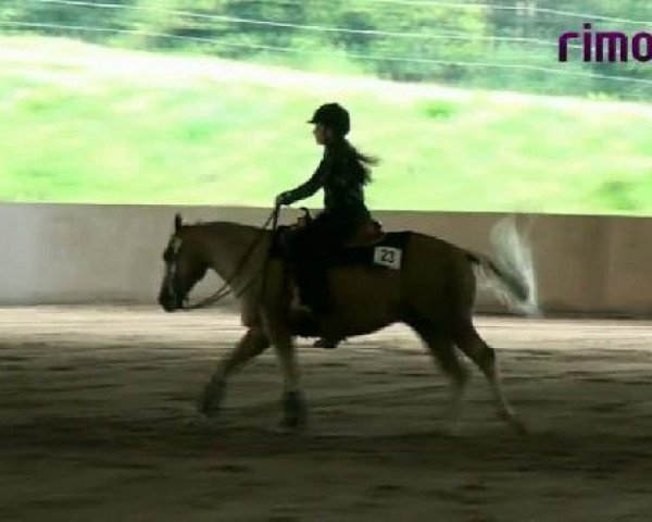 horse Reloaded Whiz (Quarter Horse, 2003, from Topsail Whiz)