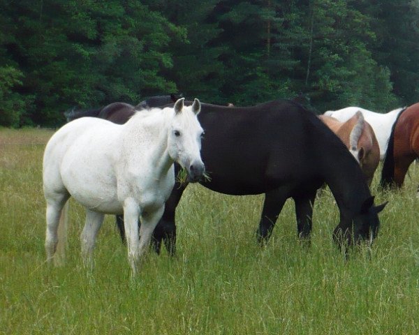 broodmare Queen of life (German Riding Pony, 1992, from Brillant)