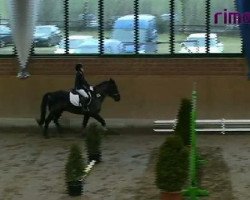 Springpferd Batman (unbekannt, 2013)