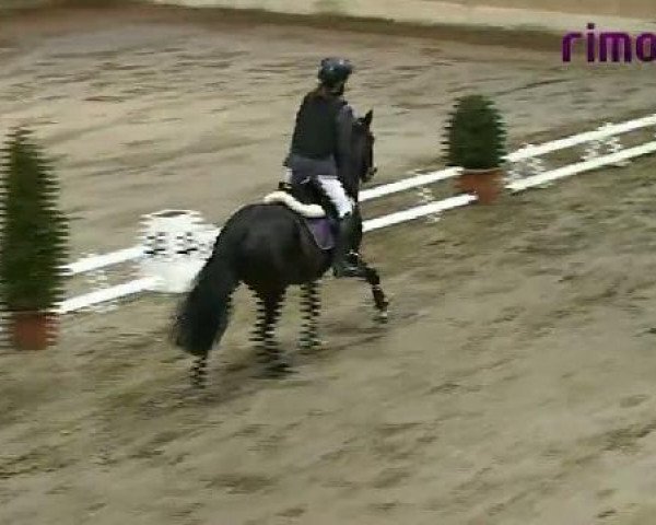 Springpferd Luna 1382 (Deutsches Reitpony, 1996, von Vulkan)
