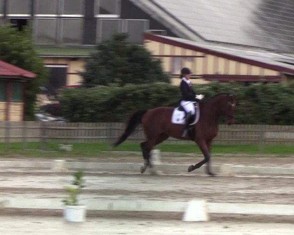 Reitturnier Schülp / Rendsburg 2022