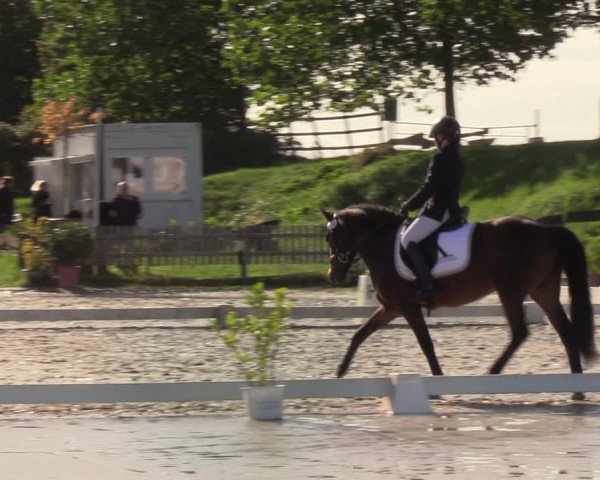Reitturnier Schülp / Rendsburg 2022