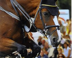 broodmare Red Sunrise (Hanoverian, 2003, from Reccio L)