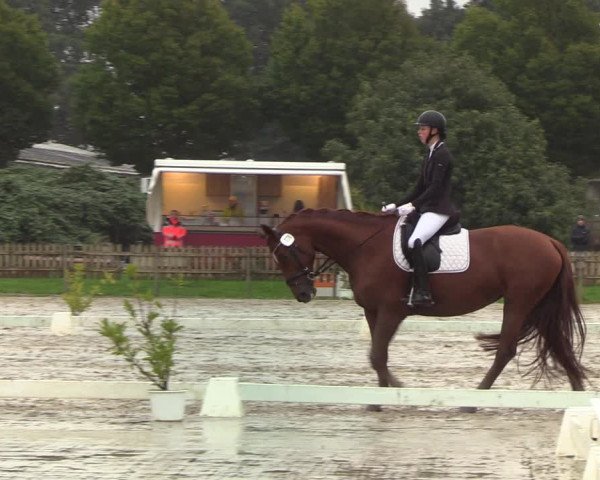 Reitturnier Schülp / Rendsburg 2022