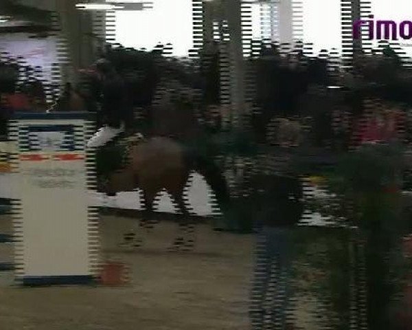 jumper All America (German Warmblood, 2002, from All Pleasur)