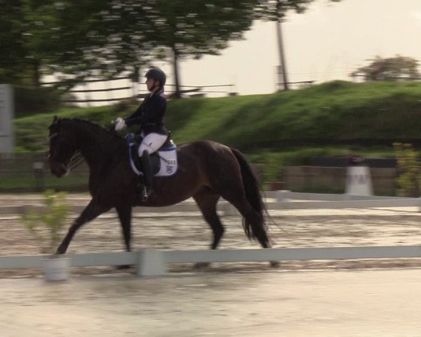 Reitturnier Schülp / Rendsburg 2022